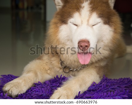 Siberian Husky Crouched and Closed his Eyes on a Purple Carpet in The House