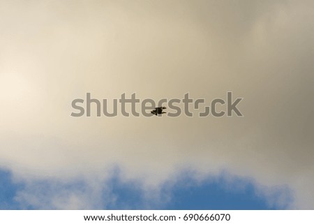 Peregrine Falcon hovering in the sky against the clouds