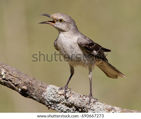 Perched, angry Northern Mockingbird in South Texas