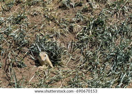 Wild gopher in ground hole