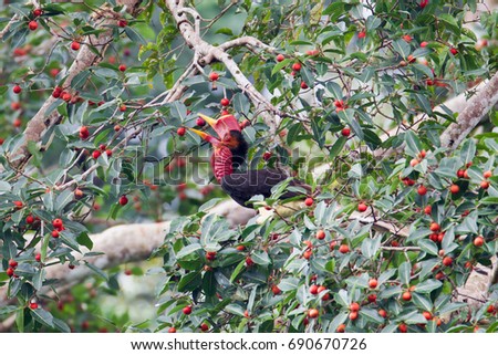 Beautiful male Helmeted Hornbill (Rhinoplax vigil) perch on the high branch of the feed fruit tree in the nature , Southern of Thailand