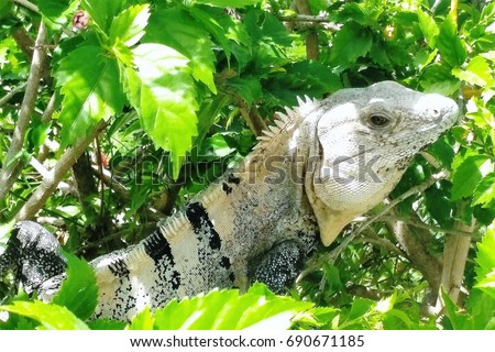 Close-up of beautiful Mexican iguana Ctenosaura Similis (also known as black spiny-tailed iguana, black iguana or black ctenosaur) hiding in hibiscus tree in Akumal, Riviera Maya, Mexico