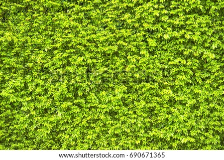 wall of green trees