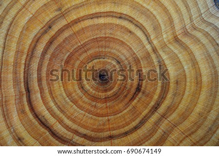 Closeup of tree rings