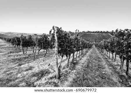 Italian wine farm surrounded with vineyards and olive trees. Black and white picture