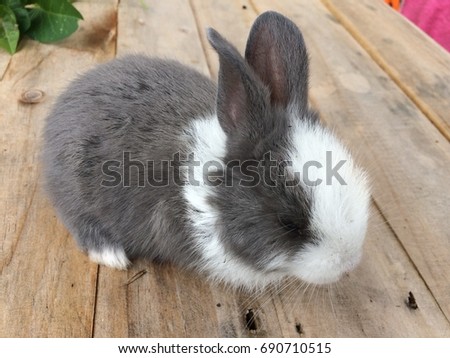 Little rabbit on a wooden table in the sun.