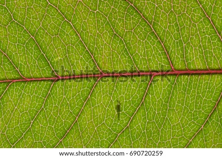 Background in abstract shape, macro photography. A detail of a leaf