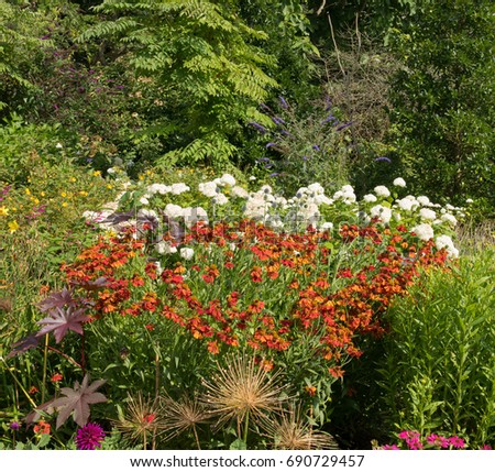 Orange Coneflower and White Hydrangea with Purple Buddleja in the Background in a Herbaceous Border in a Country Cottage Garden in Rural Cheshire, England, UK