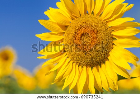 A bee flies near a sunflower, A close-up of one young bright yellow sunflower on a sunflower field in a warm sunny day, the background is blurred, a blue noob