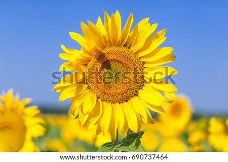 A close-up of a single bright yellow sunflower on a sunflower field, the background is blurred, a field of yellow flowers