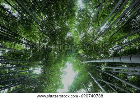 growing green bamboo in kyoto Japan
