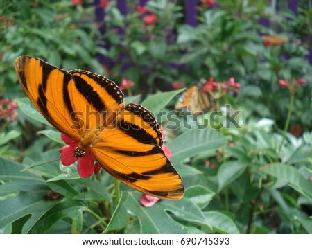 Orange butterflies in a park in Costa Rica