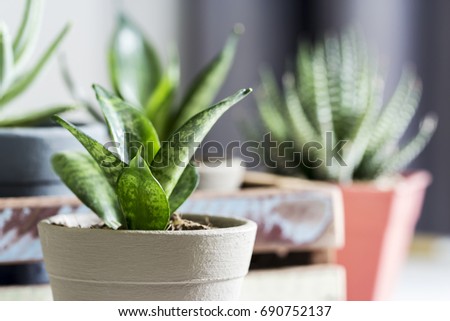 Sansevieria trifasciata or Snake plant in pot at home Royalty-Free Stock Photo #690752137