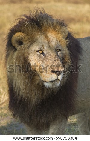 African lion, Okavango Delta, Botswana