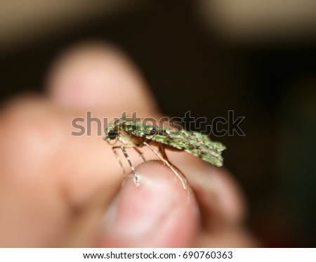 A close-up photograph of a Green Carpet Moth perched on the tip of somebody's finger in Brisbane, Australia.