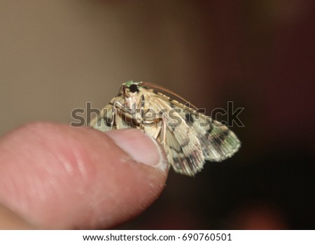 A close-up photograph of a Green Carpet Moth perched on the tip of somebody's finger in Brisbane, Australia.