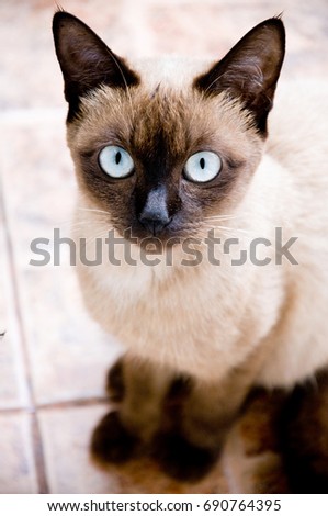 Serious face of Thai street cat.