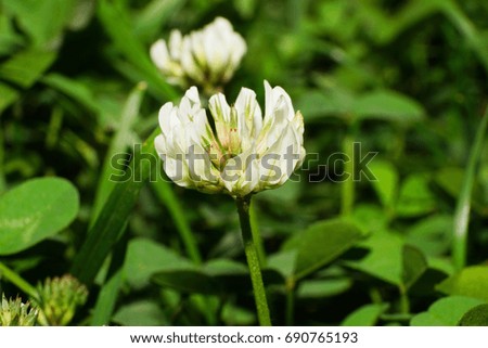 Macro white flower of Caucasian clover Trifolium pratense with green leaves bloomed in spring                               