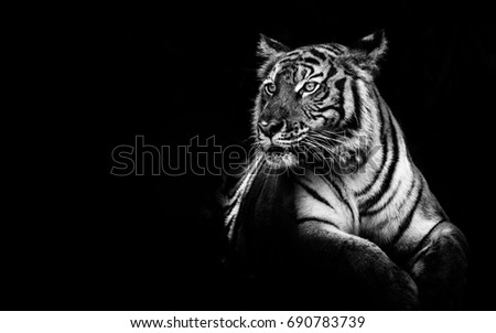 black and white tiger portrait.