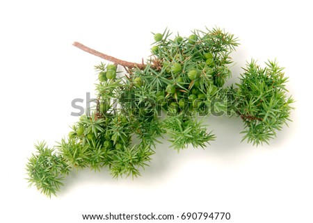 Green juniper branch with berries isolated on white background