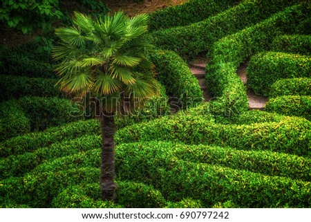maze in cornwall england uk, bright green and a tough puzzle to navigate.