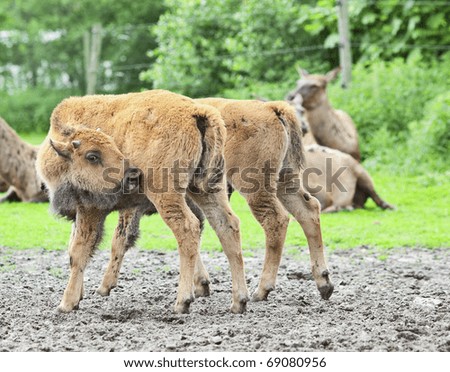 Portrait of young animal of a Bison  with brown wool  in nature
