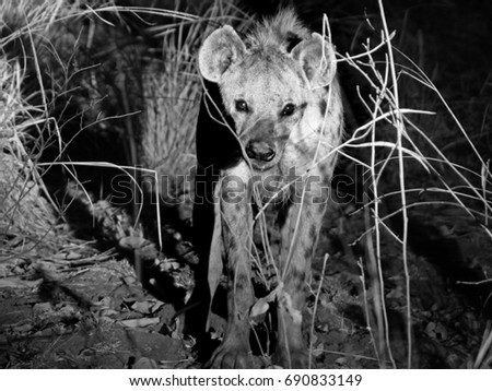 A vicious Looking Hyena (Crocuta crocuta)  walking towards the camera in South luangwa National Park, Zambia, Africa, Blurred Motion is visible