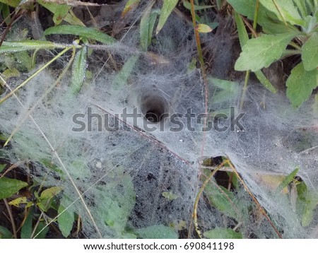 The spider's hole has dew covered. 