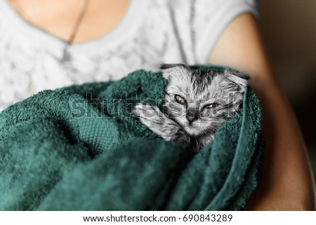 Cat washed on hands in a towel, a lop-eared Scottish, a British lop-eared