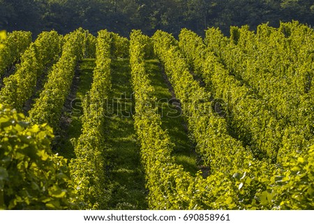 Vineyard and viticulture in Alsace. East of France