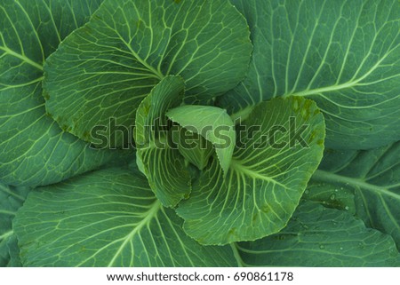 Cabbage growing in the garden. Summer green background