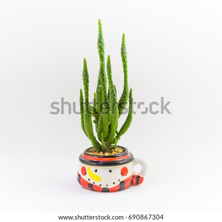 cactus in a pot,isolated on white background