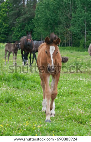 Ginger foal on pasture