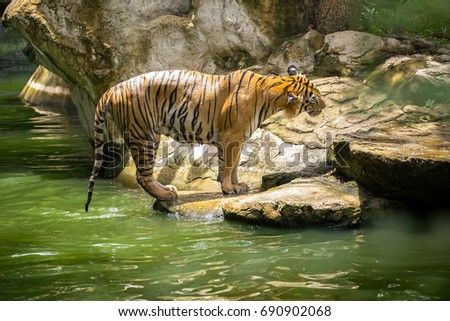The big Bengal tiger get ready show,he can swim for catch bait. 