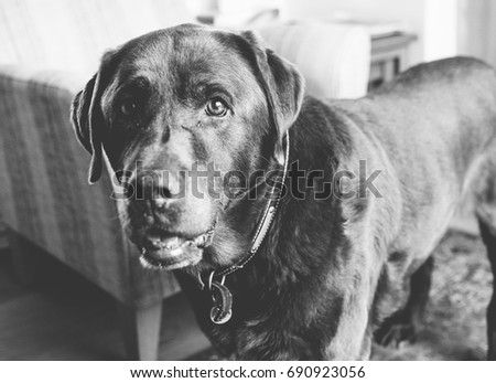 Monochrome image of a male elderly chocolate labrador dog looking dolefully at the camera