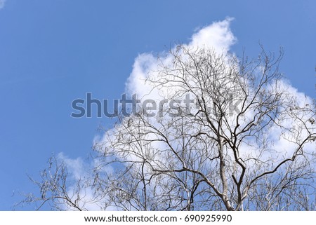 Branch with the sky
