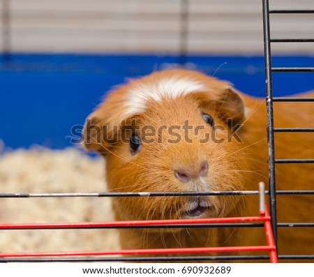 Funny curious guinea pig looking out of a cage (selective focus on the guinea pig eyes)