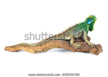 Wood carved iguana in white background / isolated