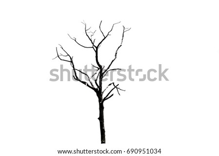 Silhouette dead tree isolated on white background for halloween or scary.with clipping path.