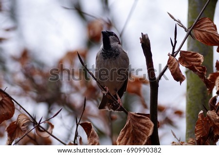 A close up picture of a sparrow on a tree branch