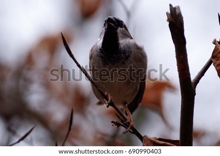 A close up picture of a sparrow on a tree branch 