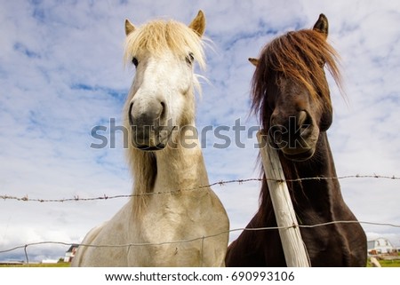 Portrait picture of two Iceland horses, black and white.
