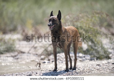 Belgian Sheepdog standing on the beach and guarding on a sunny summer day. He is relaxed, but his ears are up listening what is around him.