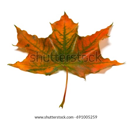 Autumn multicolor maple-leaf. Isolated on white background.