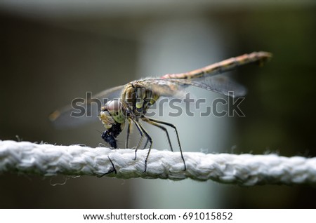 Dragonfly eating a fly