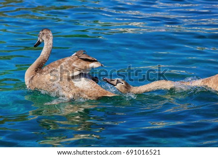 A young swan being attacked by another one. The picture was taken on Lake Geneva in Switzerland.