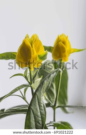 Beautiful flower yellow pahistahis