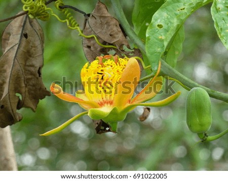 Yellow flower passion fruit