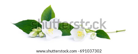 White flowers of jasmine on the white background Royalty-Free Stock Photo #691037302