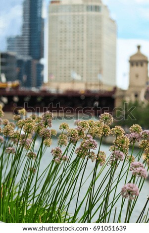 Bees buzzing around beautiful chive blossoms growing in urban planter in foreground of cityscape of Chicago and Chicago River on beautiful summer day.